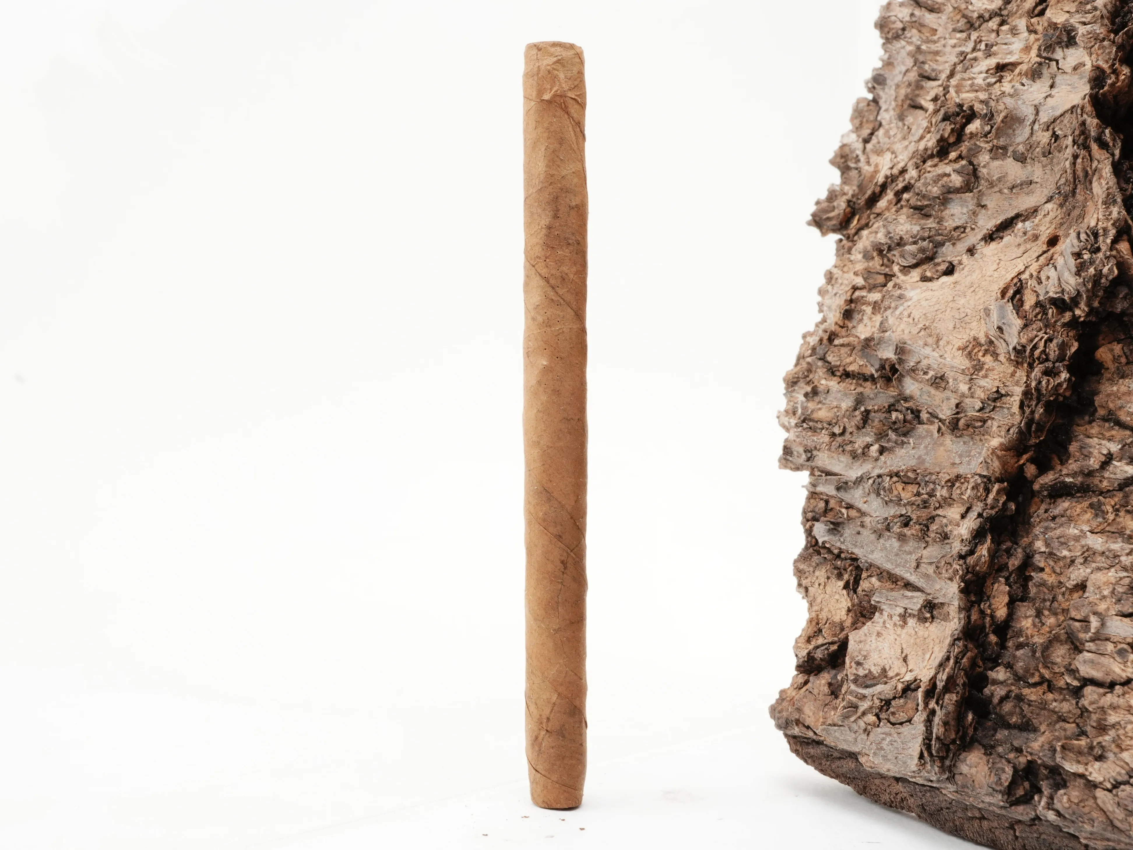 Nobel Petit Dominican – Produktbild 3