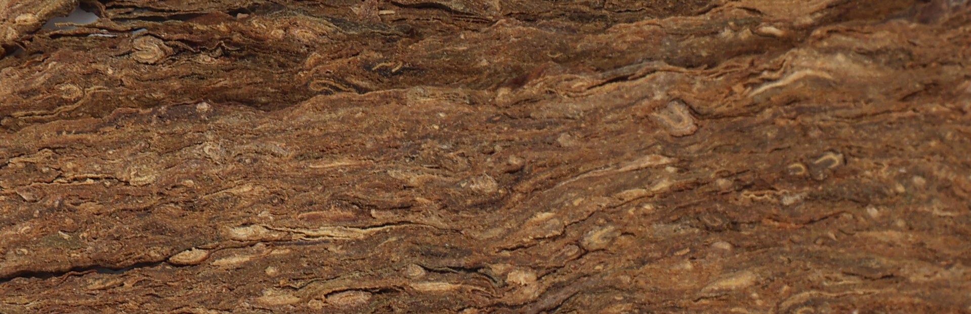 PesseCanoe_purple_Pearl_tobacco