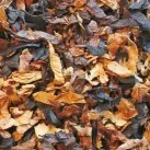 Dunhill London Mixture 50g – Produktbild 3
