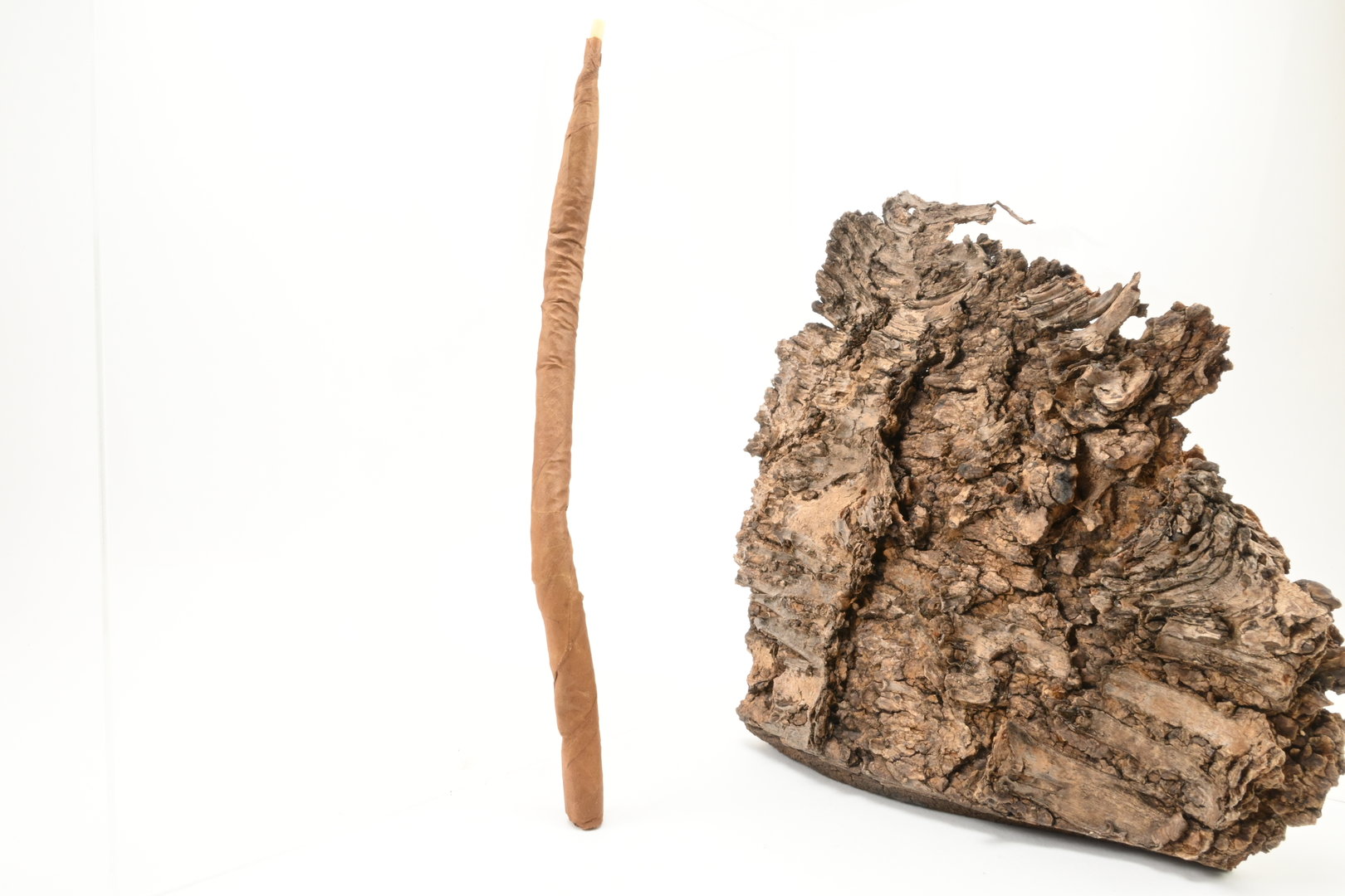 Villiger_Curly_Einzel_1_1