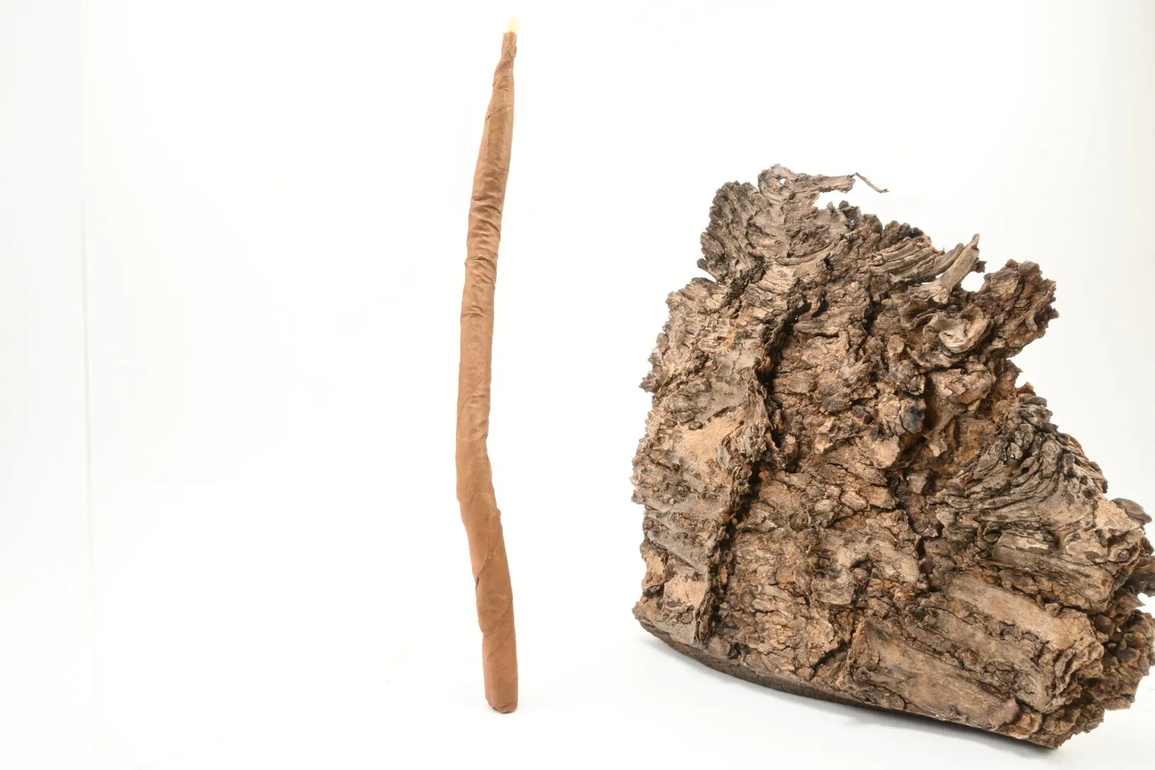 Villiger_Curly_Einzel_1_1