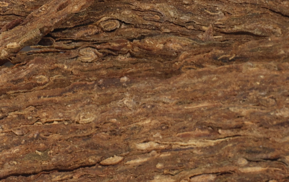 PesseCanoe_Neon_Pearl_tobacco