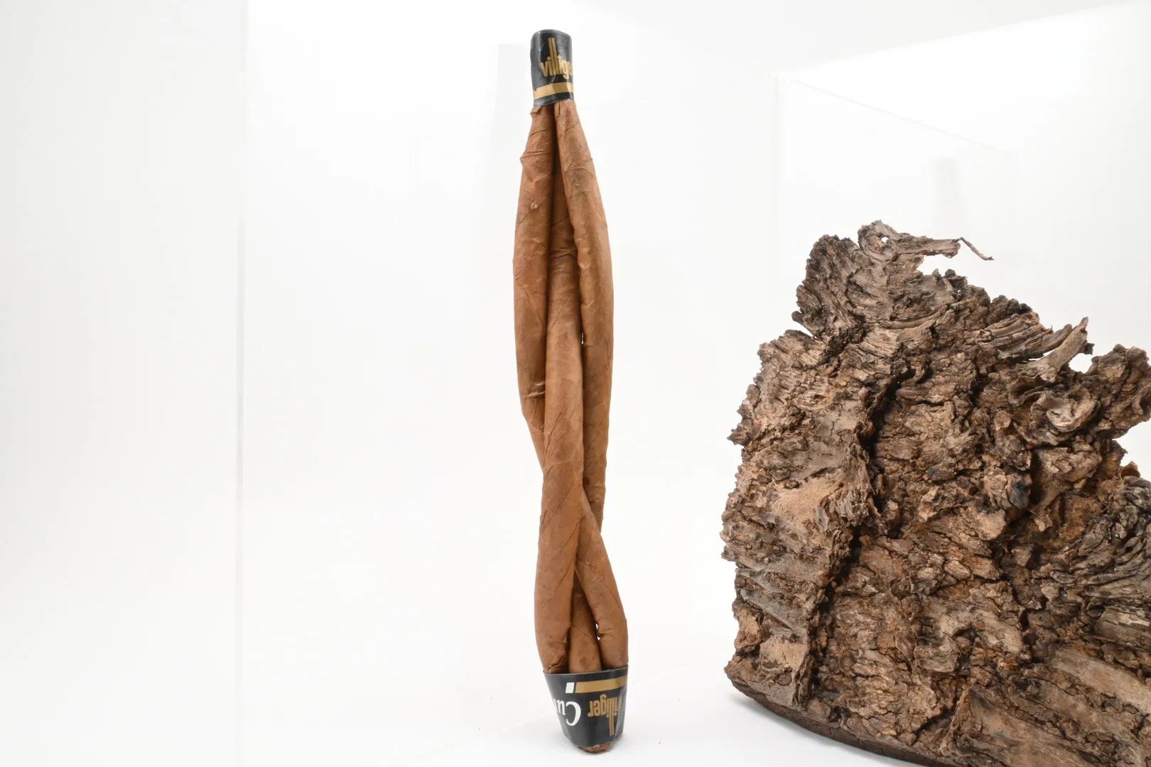 Villiger_Curly_4_1